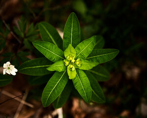 Obraz premium Close-up picture of bright green plant in a shady forest
