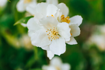 Beautiful jasmine flowers in garden, close up