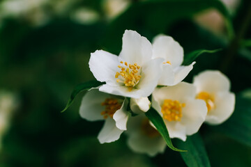 Beautiful jasmine flowers in garden, close up