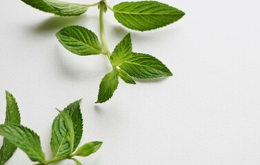 ハーブ　ミントの葉　背景