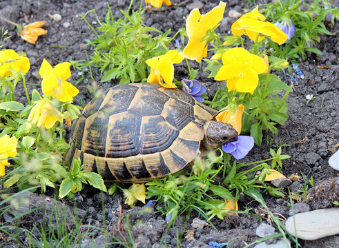 Glutton turtle