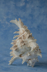 big seashell, isolated on blue background