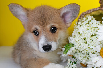Corgi puppy lying with flowers on yellow background