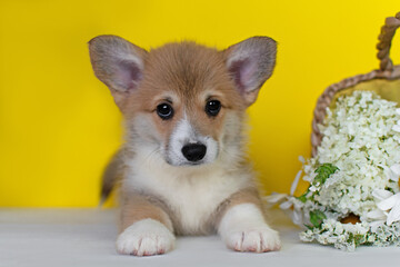 Corgi puppy lying with flowers on yellow background