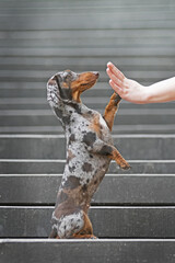 A marbled dachshund sits and high-fives 