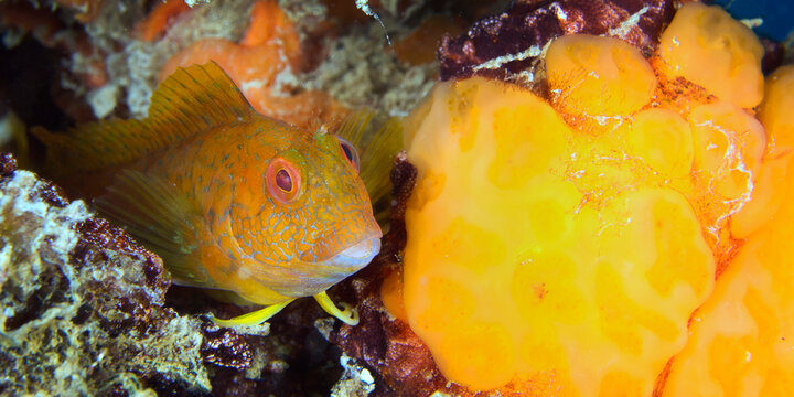 Ringneck Blenny, Parablennius pilicornis, Cabo Cope Puntas del Calnegre Regional Park, Mediterranean Sea, Murcia, Spain, Europe