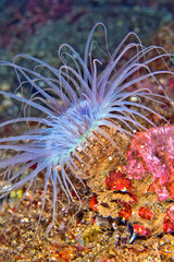 Tube-dwelling Anemone, Ceriantharia, Lembeh, North Sulawesi, Indonesia, Asia