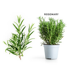 Rosemary in flower pot.