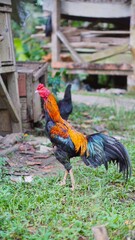 red black rooster is in the garden