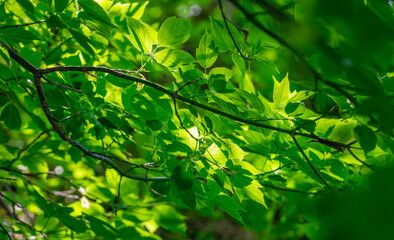Fototapeta na wymiar Green leaves on a plant in the park.