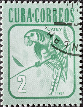 CUBA - CIRCA 1981: a postage stamp from CUBA , showing the bird: Cuban Parakeet (Aratinga euops) . Circa 1981