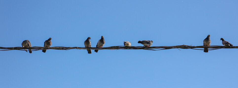 Pigeons on a wire against a blue sky.