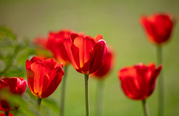 Red tulips in the park.