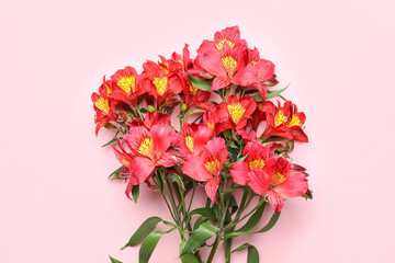 Red alstroemeria flowers on pink background, closeup