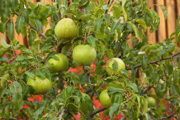 pear fruit on the tree