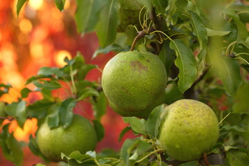pear fruit on the tree