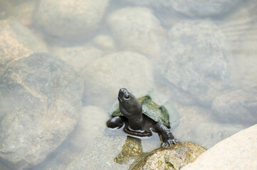 池から顔を出して、様子をうかがう亀
