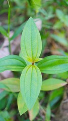 beautiful green flower in bloom on blur background	