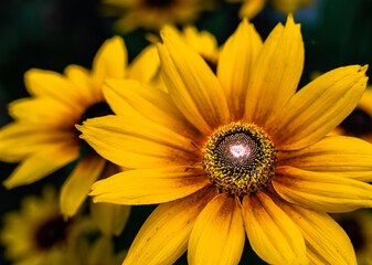 A dark yellow flower is isolated on black background. Sunflower close-up. Black background. Nature flowers outside in the Japanese garden 