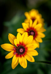 A dark yellow flower is isolated on black background. Sunflower close-up. Black background. Nature...