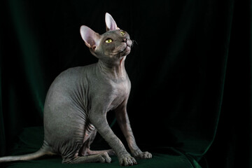 A gray Don Sphynx cat sits on a green background in the studio and looks up