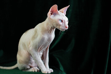 Portrait of a young naked cat with blue eyes on a green background