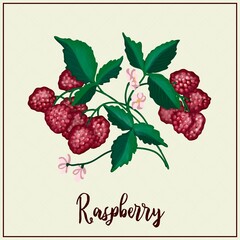 Card with berries. Raspberry. Drawn red raspberries. Vector illustration. Farm berry farm. exotic berries.