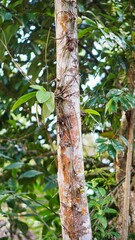 Fototapeta premium a large banyan tree that is decades old with green moss on its big trunk