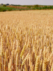 Yellow gold field with wheat and grains, healthy countryside, farm life with nature 