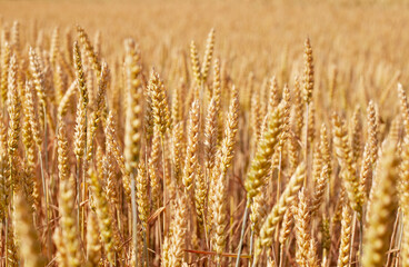 Yellow gold field with wheat and grains, healthy countryside, farm life with nature 