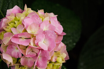 Hydrangea macrophylla, large-leaved pink hydrangea, close-up with dew drops