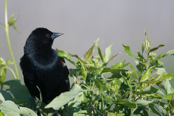 Male Red-winged Blackbird close up