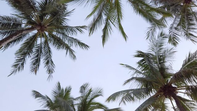 Slow-motion view of coconut palm trees against sky near beach