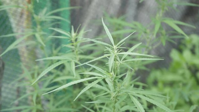 Hemp (cannabis) bud plant. Blooming female marijuana flower and leafs growing