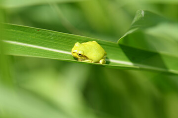 まだまだ小さいアマガエル