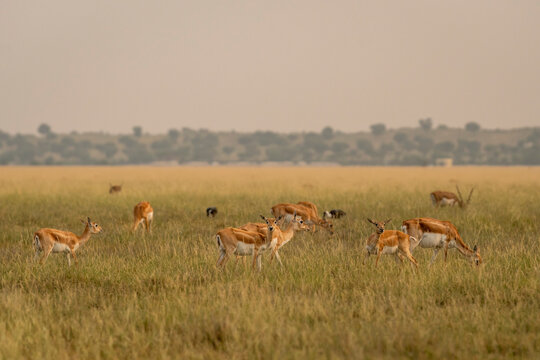 group or herd of wild blackbuck or antilope cervicapra or indian antelope family in natural grassland landscape of Blackbuck or velavadar National Park Bhavnagar gujrat india asia