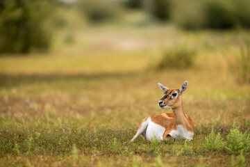 wild female blackbuck or antilope cervicapra or indian antelope closeup or portrait in natural green background at landscape of tal chhapar sanctuary rajasthan india asia