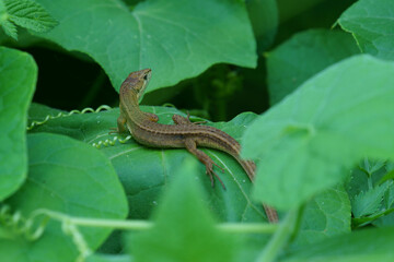 可愛いトカゲのカナヘビ