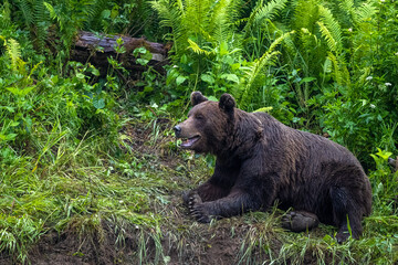 Brown Bear (Ursus arctos). Bieszczady, Carpathians, Poland.