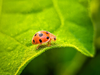 ladybug on leaf