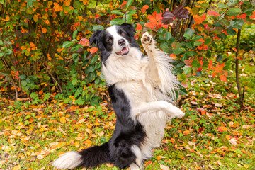 Obraz na płótnie Canvas Funny smiling puppy dog border collie playing jumping on fall colorful foliage background in park outdoor. Dog on walking in autumn day. Hello Autumn cold weather concept
