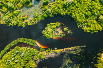 Aerial view. Green forest and river marsh landscape in summer. Top view of european nature from high attitude in summertime. Bird's eye view. Belarus.