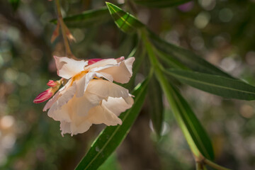 The bright red nerium oleander flowers are so beautiful