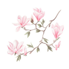 Watercolor illustration with pink magnolia flowers on branch with green leaf isolated on trasnparent.
