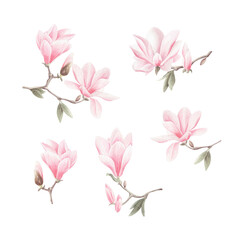 Watercolor set of pink magnolia flowers isolated.