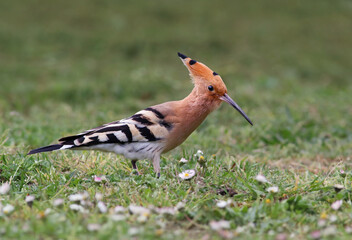 Detail of a beautiful eurasian hoopoe (Upupa epops) on the grass of a green field with flowers. Background wildlife image of a stunning and colorful exotic bird with a crest looking for insects.