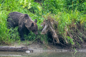 Brown Bear (Ursus arctos). Bieszczady, Carpathians, Poland.