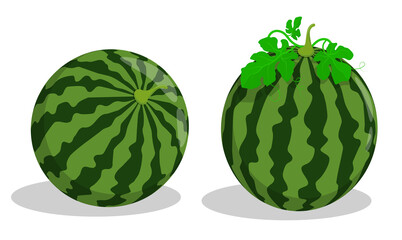 Whole ripe watermelon. Autumn harvest of watermelons in farmer field. Cartoon vector isolated on white background