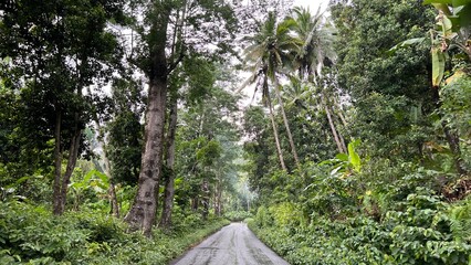Les routes tropicales de Domoni