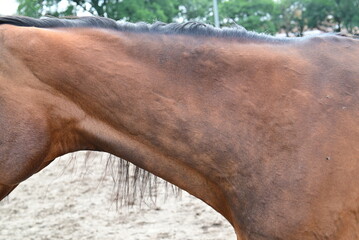 Hives or allergic wheels on a horses neck